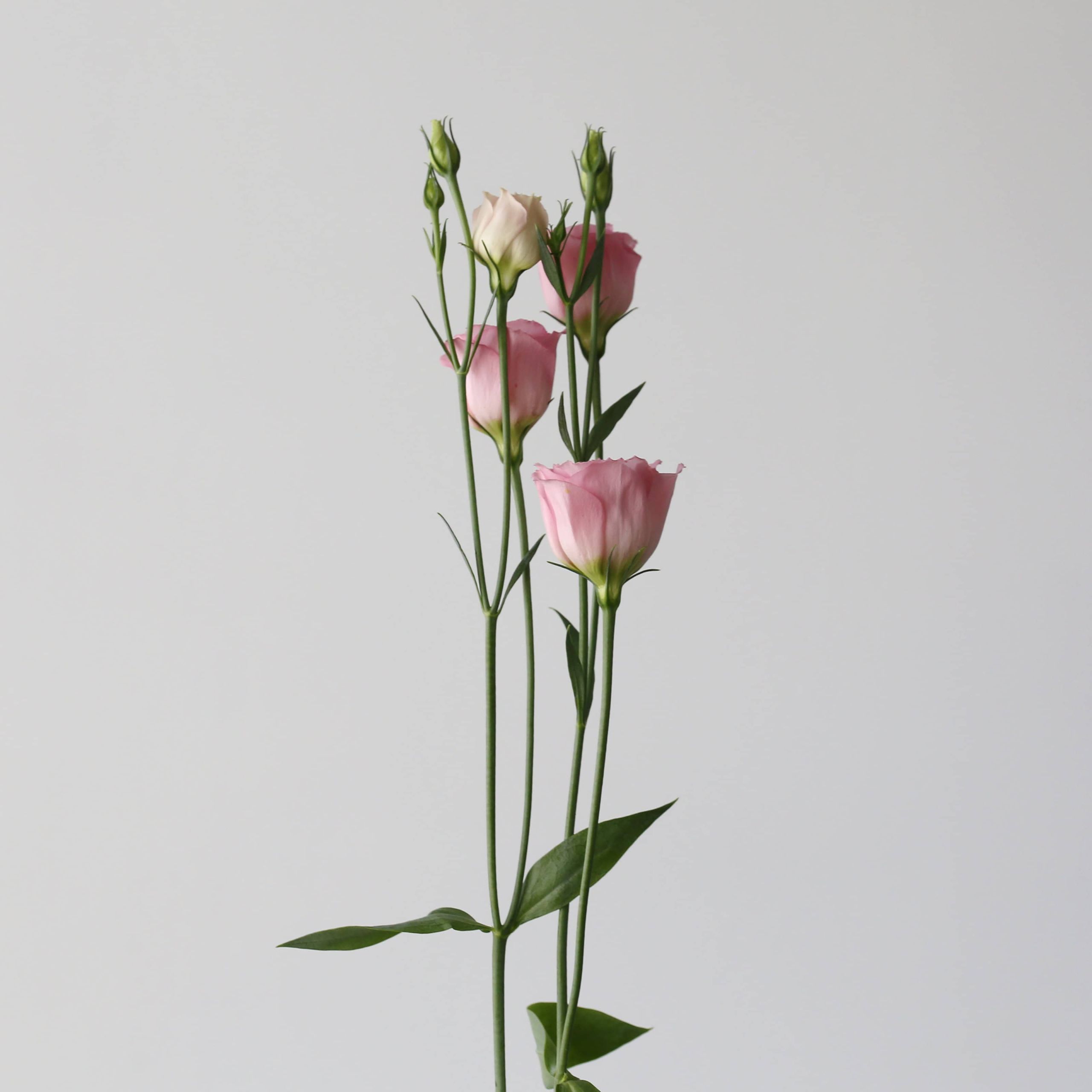 Lisianthus Light PInk