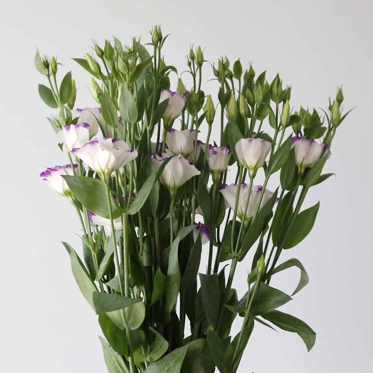 Lisianthus Purple rim