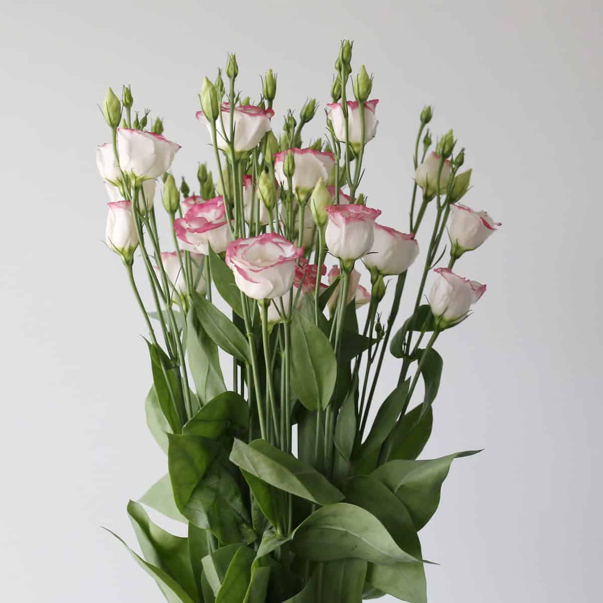 Lisianthus Pink RIm