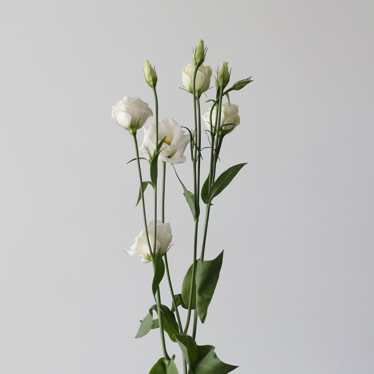 Lisianthus White Branch.