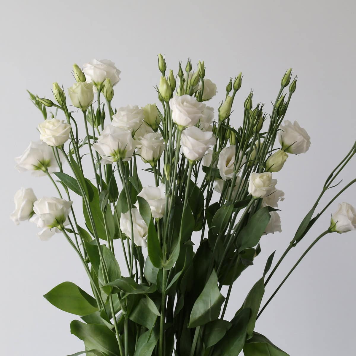 Lisianthus White Branch.