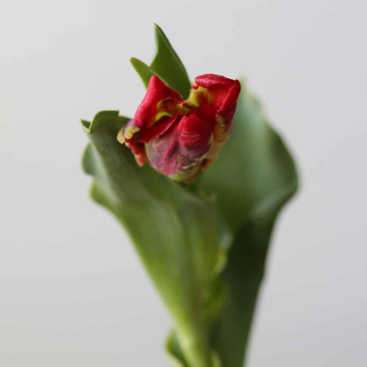 Seadov Parrot Tulips