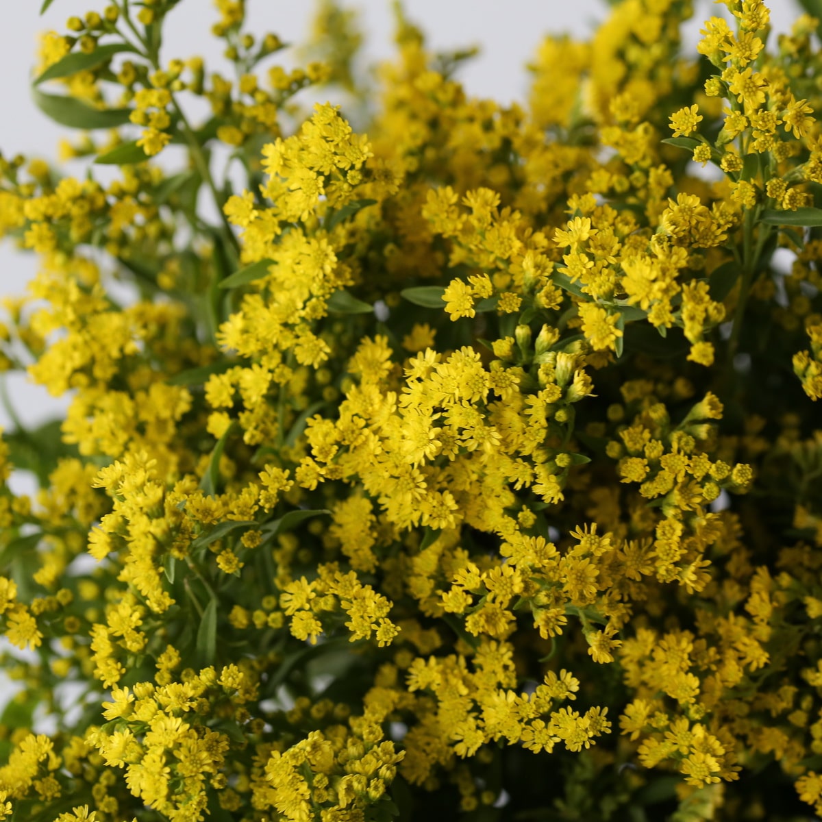 Solidago Golden Glory