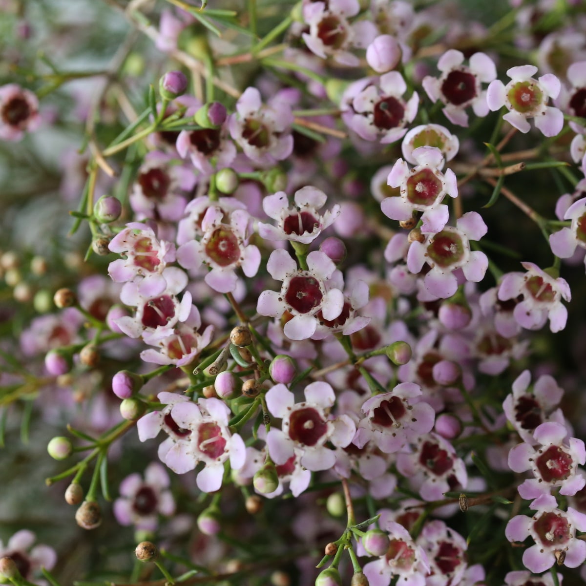 Wax Flower Pink