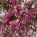 Chamelaucium Violettes  (Fleurs de Cire)