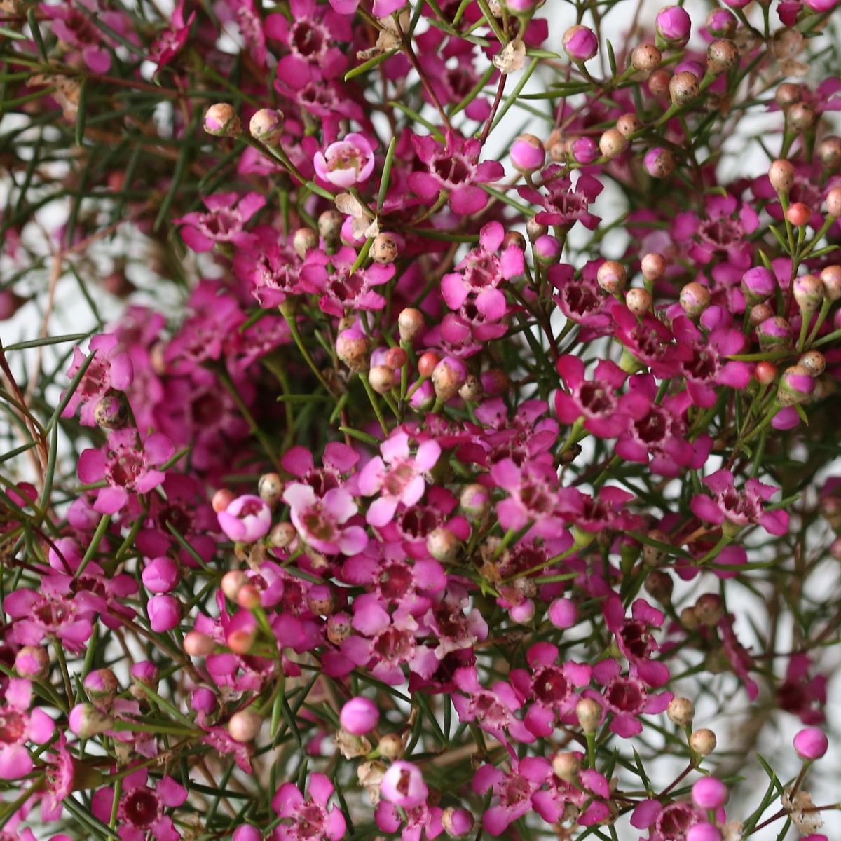 Wax Flower Purple