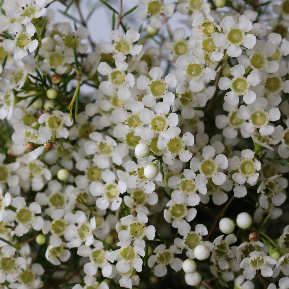 Wax Flower white