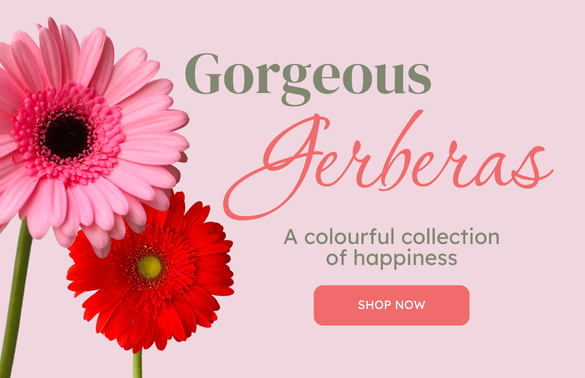 Gorgeous Gerberas Mobile Banner Lebouquet mtl