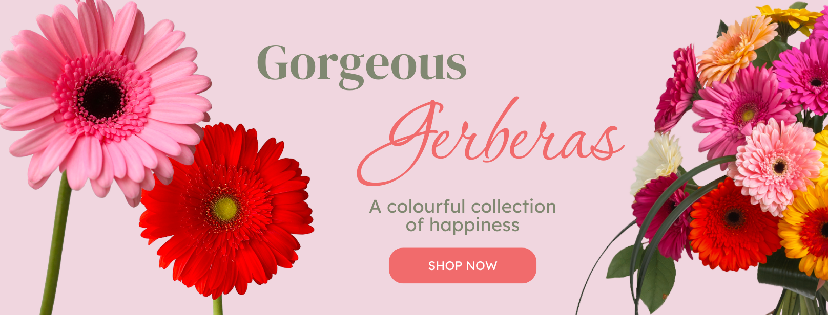 Gorgeous Gerberas Desktop Banner lebouquet mtl